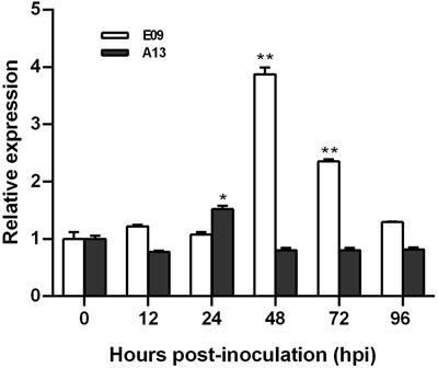 Silencing of a Wheat Ortholog of Glucan Synthase-Like Gene Reduced Resistance to Blumeria graminis f. sp. tritici